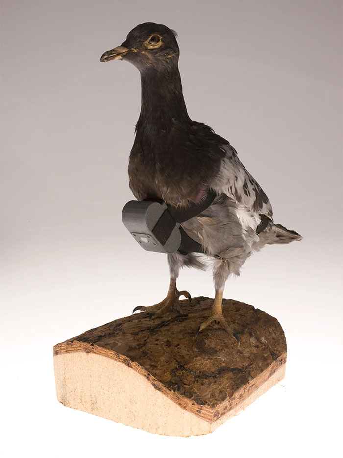 Pigeon equipped with CIA spy technology device mounted on leg demonstrating innovative espionage tools.