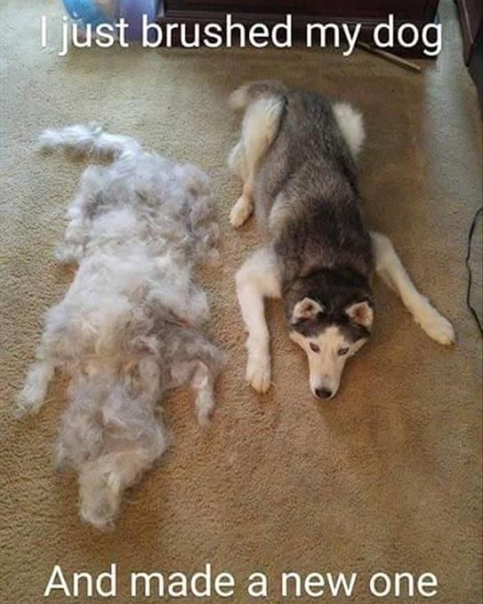 Husky next to a large pile of fur after brushing, showcasing a funny doggo meme about shedding and grooming.