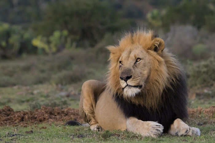 A lion resting on grass in the wild, illustrating the danger of casual things that can actually be deadly.