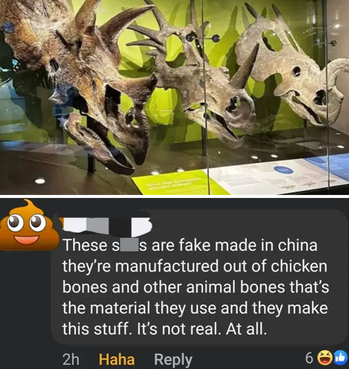 Dinosaur skull replicas displayed in a museum with a comment claiming they are fake and made from animal bones.