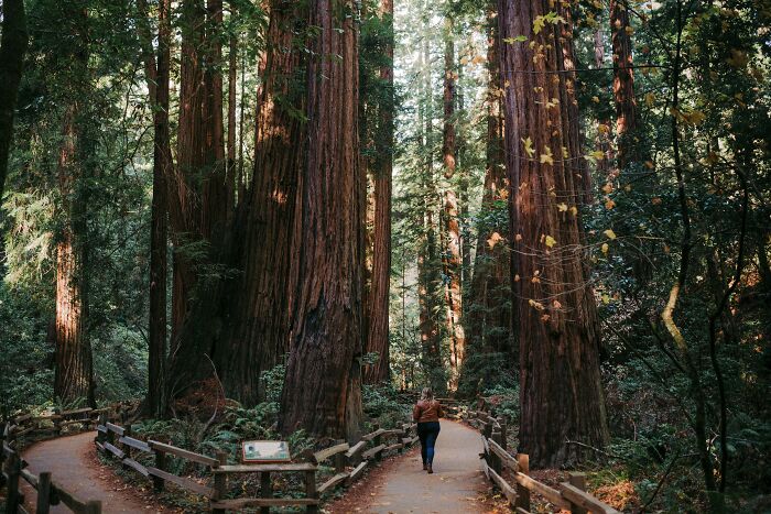 Person walking along a forest path surrounded by towering ancient trees, showcasing wonders of nature's magic.