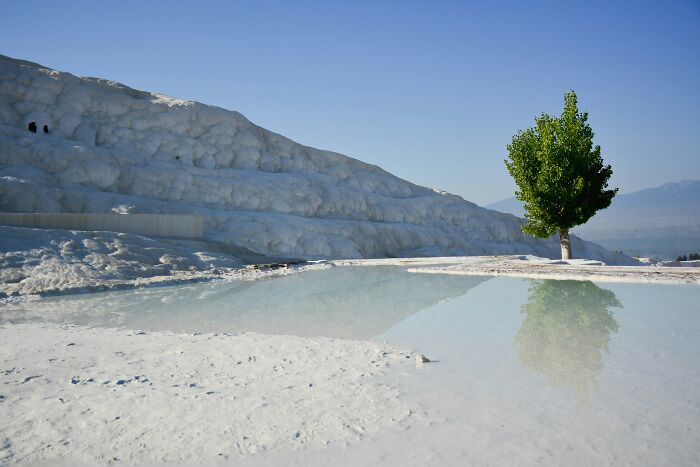 Unique natural wonder with white terraces and a single green tree reflected in clear water under a blue sky.
