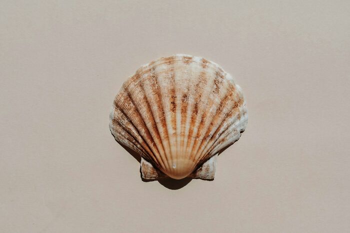 Seashell on a plain surface representing relaxation and the most excessively lazy moments shared by people.