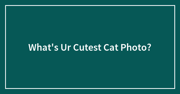 What’s Ur Cutest Cat Photo?