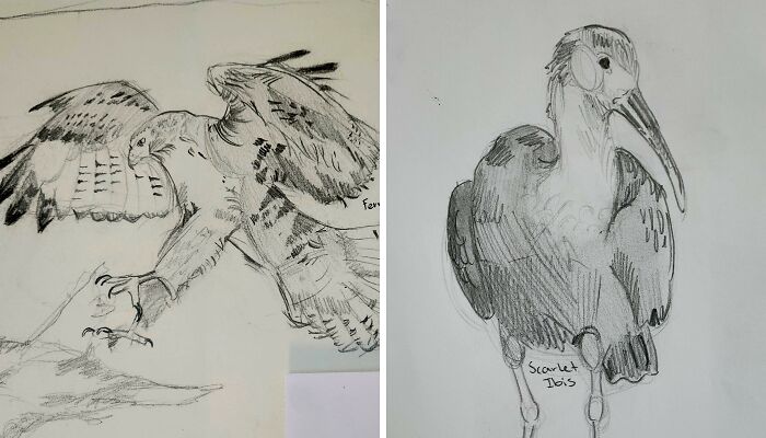 Here’s My Bird Portrait Collection That I Drew (12 Pics)
