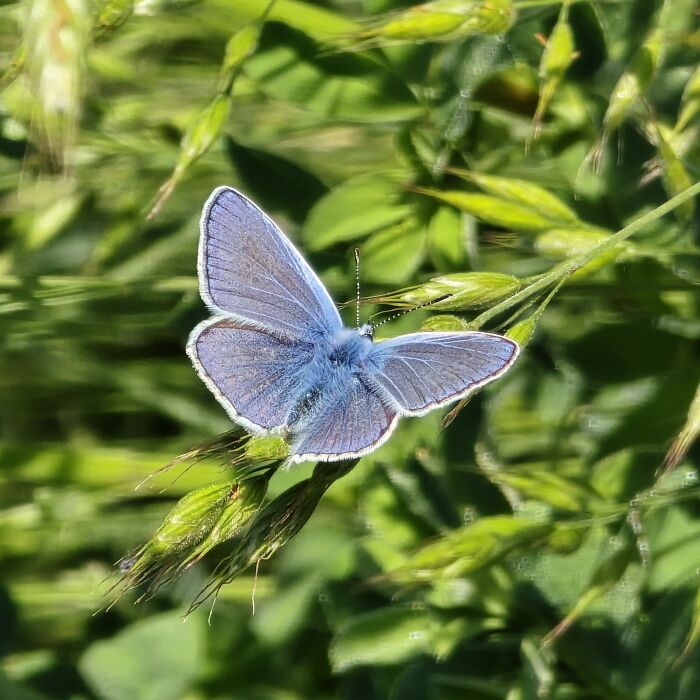 Hey Pandas, Show Me Your Butterfly Pictures That You Took