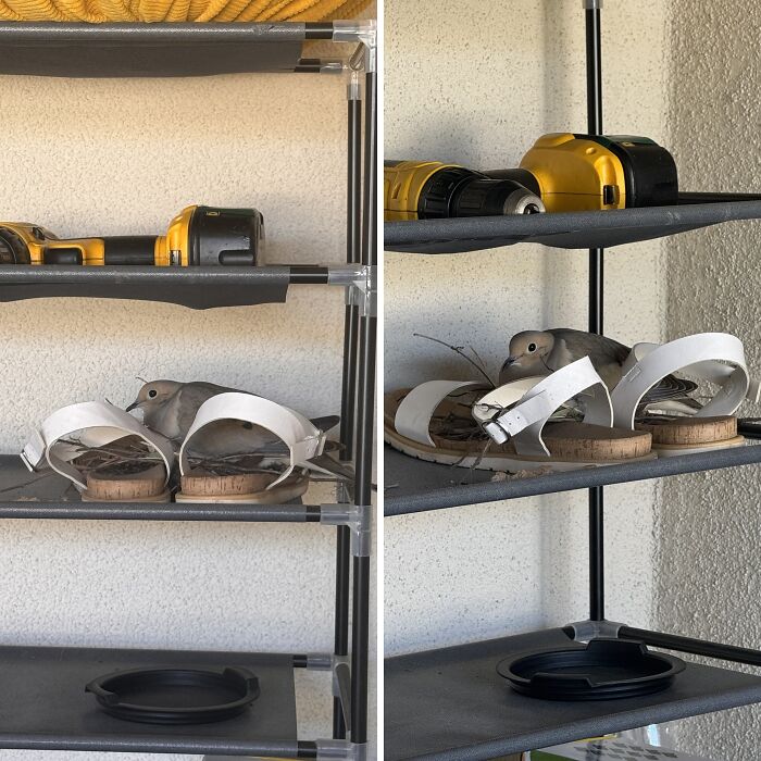 A Dove Built Her Nest In My Sandals – And Gave Me Back Hope