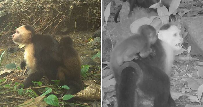 Scientists Are “Shocked” After Hidden Camera Catches Monkeys Kidnapping Babies Of Another Species
