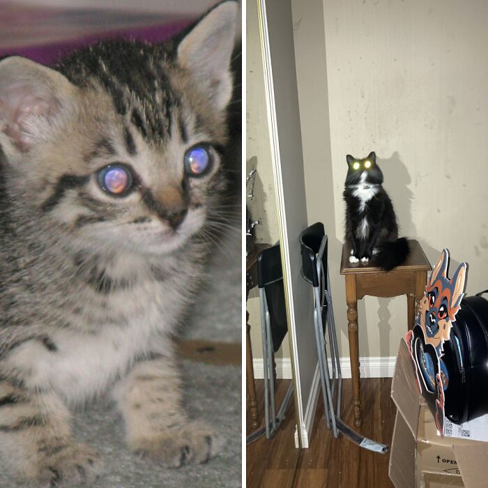 Hey Pandas, Share Pictures Of Your Pets When They Look Like Demons Or Cryptids (Closed)