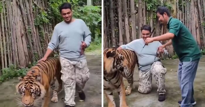 “People Are Stupid”: Man Brutally Attacked By Tiger After He Tried To Click A Selfie With It
