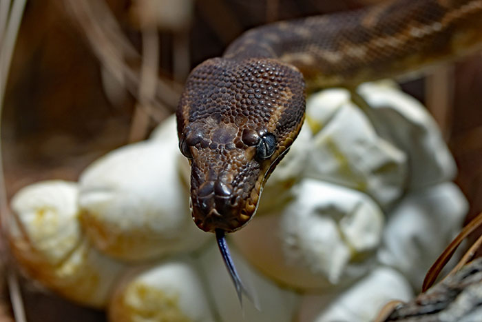 Close-up of a snake with its tongue out near white mushrooms, illustrating risky DIY medical treatments gone wrong.