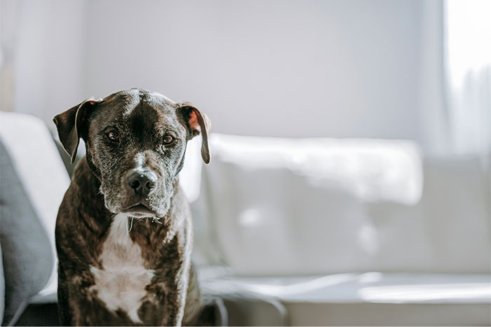 Brindle dog sitting on couch in a bright living room, one of the unforgettable things seen inside strangers’ homes.