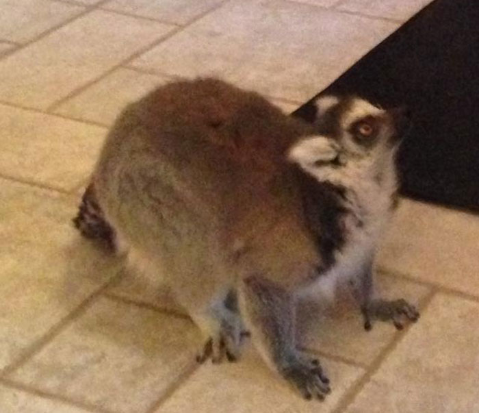 Unusual animal spotted inside a stranger’s home, showcasing one of the unforgettable things seen by people who work there.