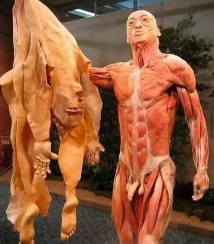 Figura anatómica médica sin piel mostrando músculos y tejido, ilustrando el cuerpo humano en detalle aterrador y educativo.