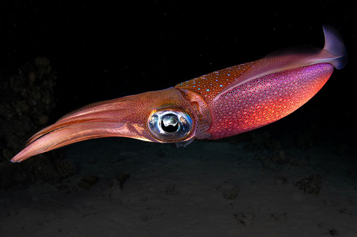 11 Captivating Moments From The 2025 Close-Up Photographer Of The Year “Something Beautiful” Challenge