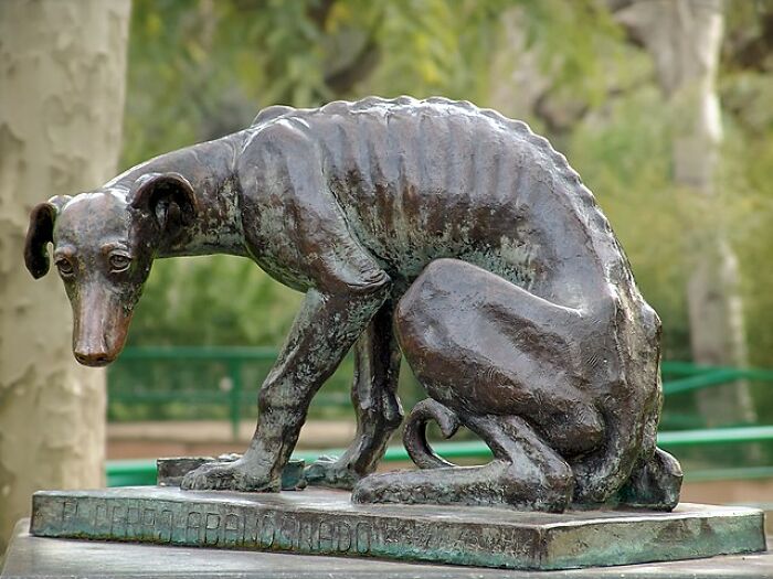 Bronze statue of a skinny dog representing unusual and tragic things that actually happened, outdoors in a park setting.