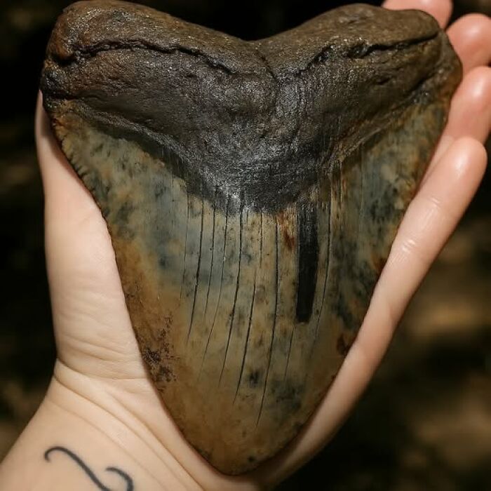 Hand holding a large fossilized shark tooth, showcasing unusual and interesting facts about things that actually happened.