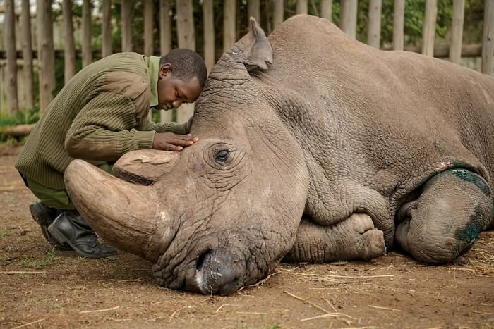 Man gently resting his forehead against a large rhino, illustrating unusual and wonderful facts that actually happened.