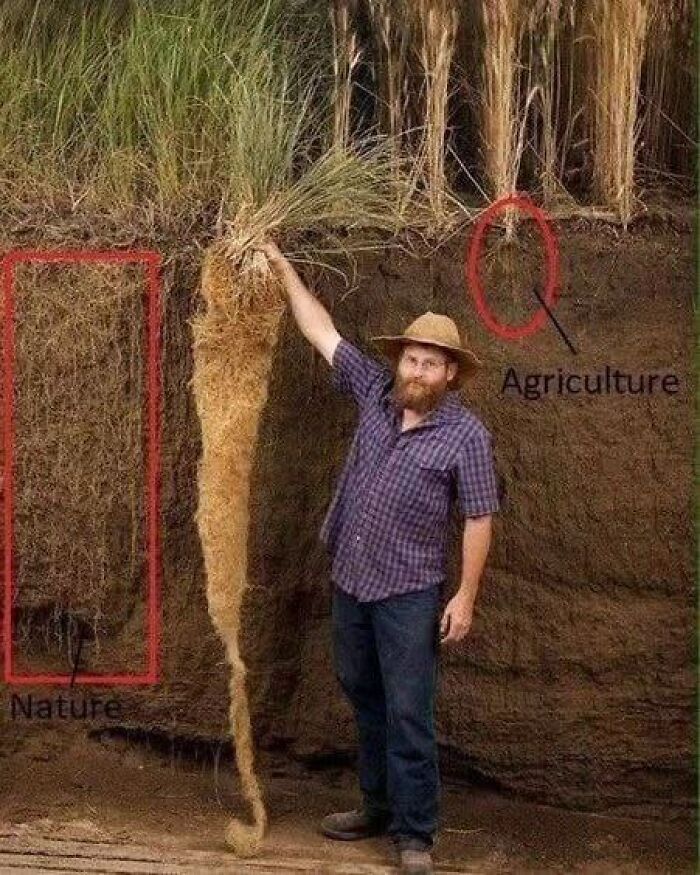 Man in a hat compares natural and agricultural root systems underground, illustrating unusual and interesting facts about nature.