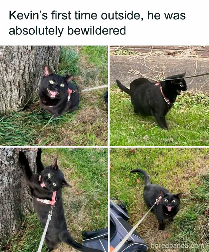 Black cat outside on a leash looking bewildered and curious in four adorable animal photos that may bring you instant smiles.