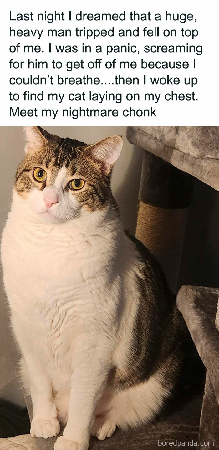 Chubby cat with white and tabby fur sitting near a cat tree, one of the adorable animals likely to bring instant smiles.