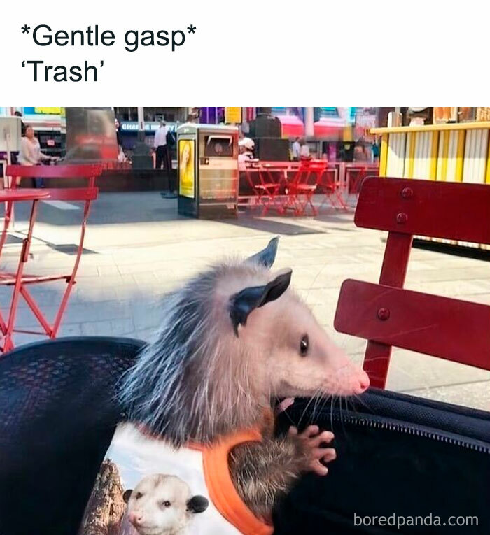 Adorable baby opossum in a city setting wearing a cute outfit, showcasing one of the most adorable animals that bring instant smiles.