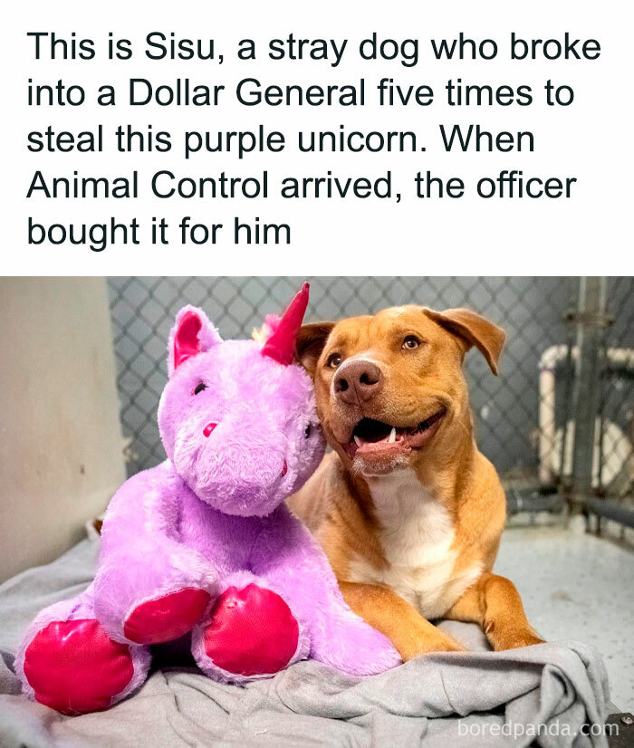 Adorable stray dog with a purple unicorn plush toy, bringing smiles and warmth to animal lovers.