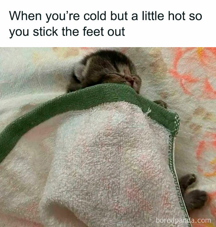 Sleeping kitten tucked in a blanket with feet sticking out, one of the adorable animals sure to bring instant smiles.