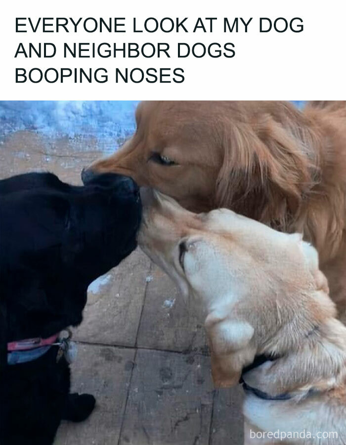Three adorable dogs touching noses, capturing a heartwarming moment in photos of adorable animals that bring smiles.