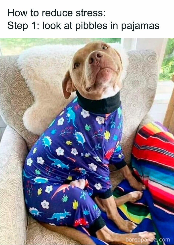 Adorable dog wearing colorful pajamas sitting on a chair, one of 75 photos of adorable animals that may bring smiles