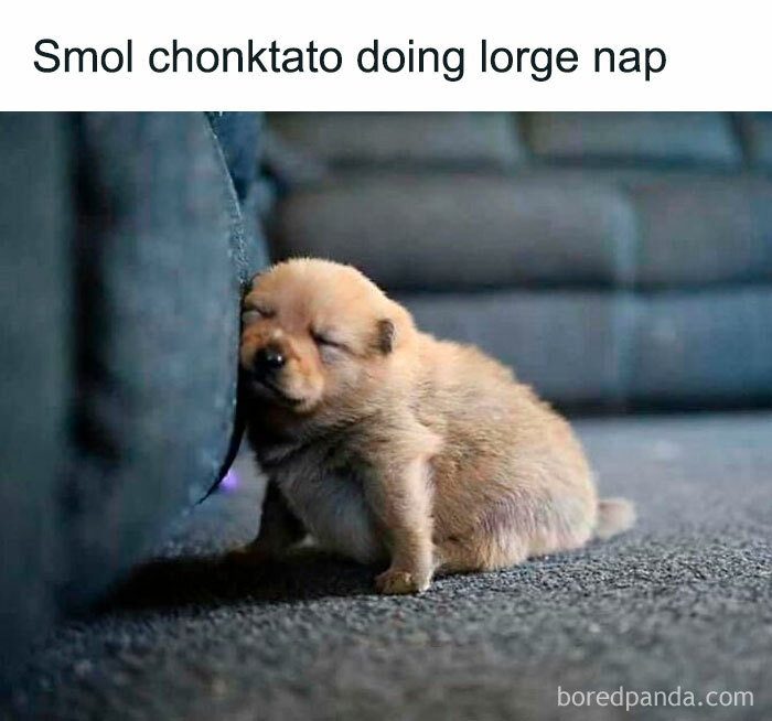 Adorable small puppy napping while leaning against a couch, cute moment from adorable animals collection
