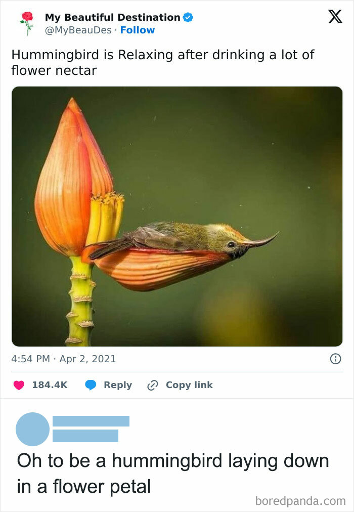 Hummingbird resting on a flower petal surrounded by adorable animals that may bring you instant smiles.
