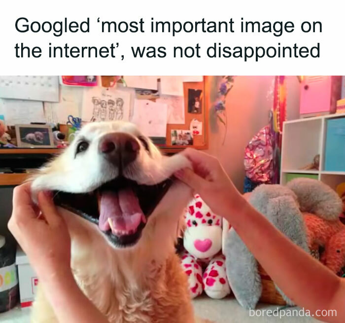 Happy golden retriever dog smiling widely as hands gently stretch its cheeks, adorable animals bringing instant smiles.