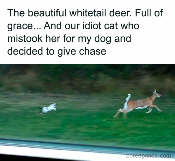 Whitetail deer gracefully running with a playful cat chasing, one of the adorable animals from smile-inducing photos.