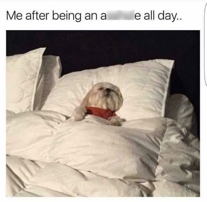 Small dog tucked into bed looking cozy and sleepy, one of the adorable animals that may bring instant smiles.