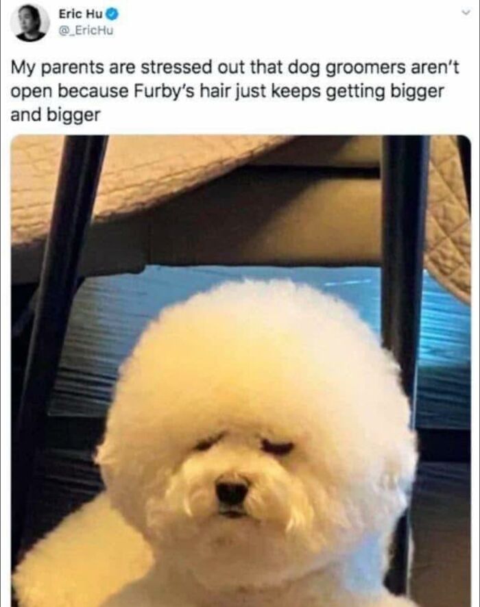 Fluffy white dog with an oversized groomed coat creating an adorable look in photos of adorable animals.