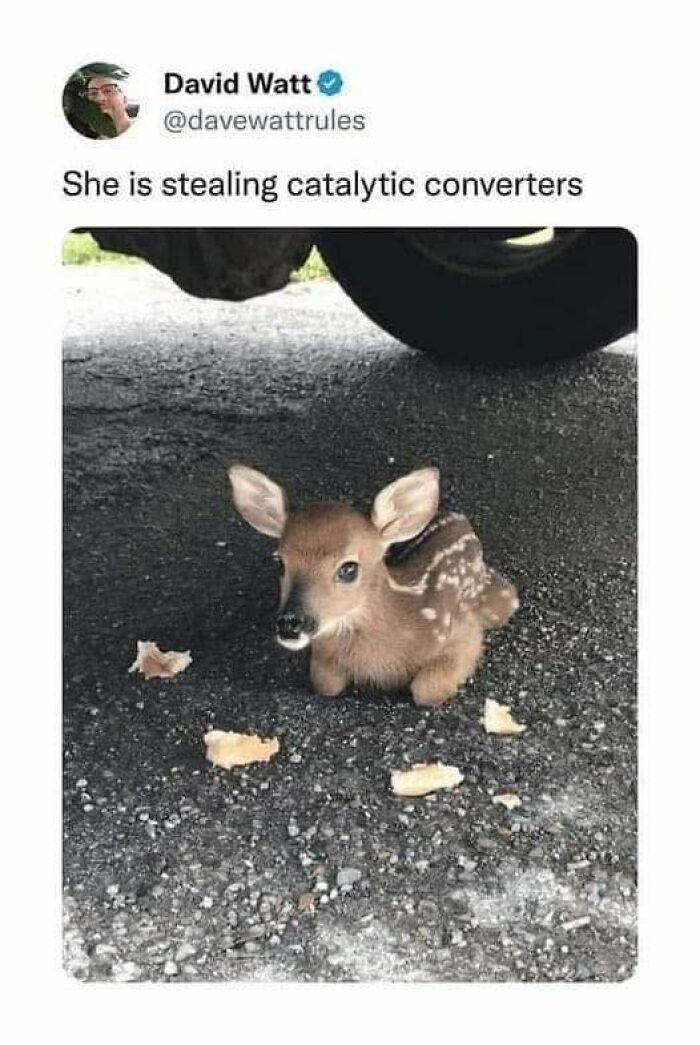 Fawn resting under a vehicle surrounded by crumbs, an adorable animal from a collection of photos that bring instant smiles.