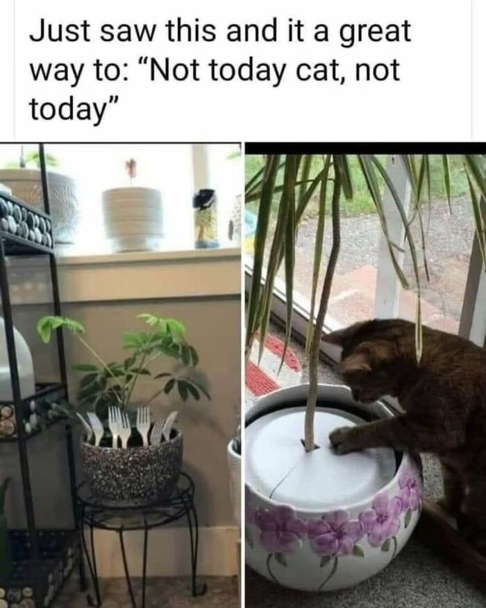 Cat playing with a plant protector made of forks to keep animals away, showcasing adorable animals and happy moments.