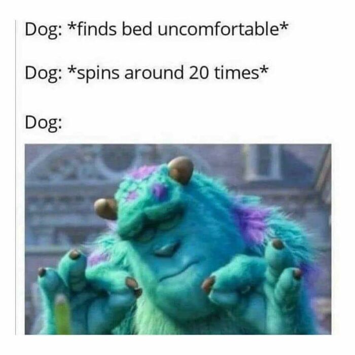 Funny dog meme illustrating quirky behavior, part of adorable animals that may bring you instant smiles.