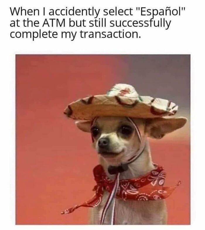Small dog wearing a sombrero and red bandana, an adorable animal likely to bring instant smiles.