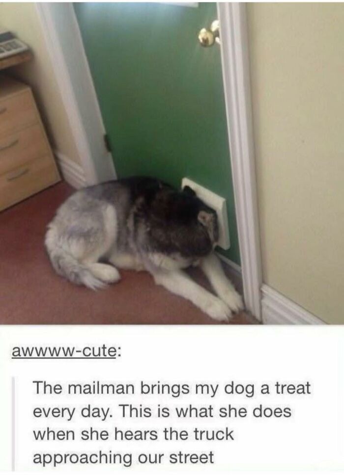 Adorable dog waiting by door flap for daily treat from mailman, capturing cute animal moment that brings smiles.