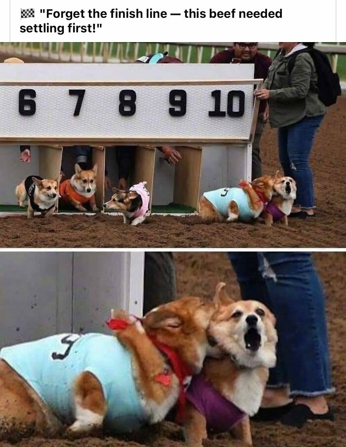 Two adorable corgis playfully wrestling at the start of a dog race, showcasing cute animal moments that bring smiles.
