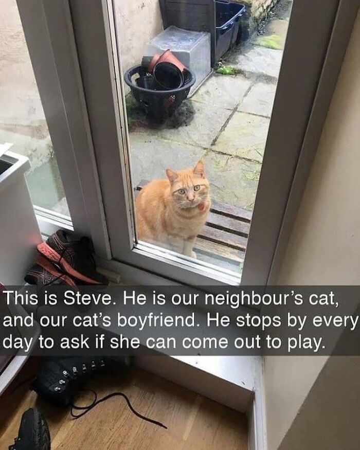 Adorable animal cat named Steve visiting daily, standing outside a glass door looking inside for playtime.