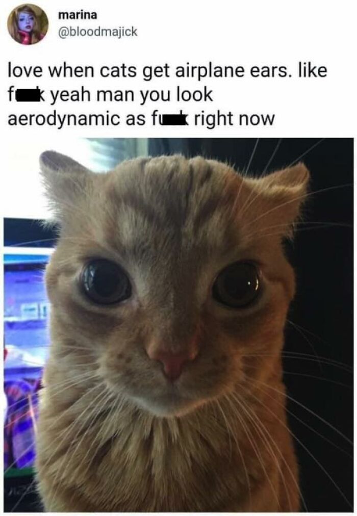Close-up of an adorable cat with airplane ears, showcasing one of the adorable animals that may bring instant smiles.
