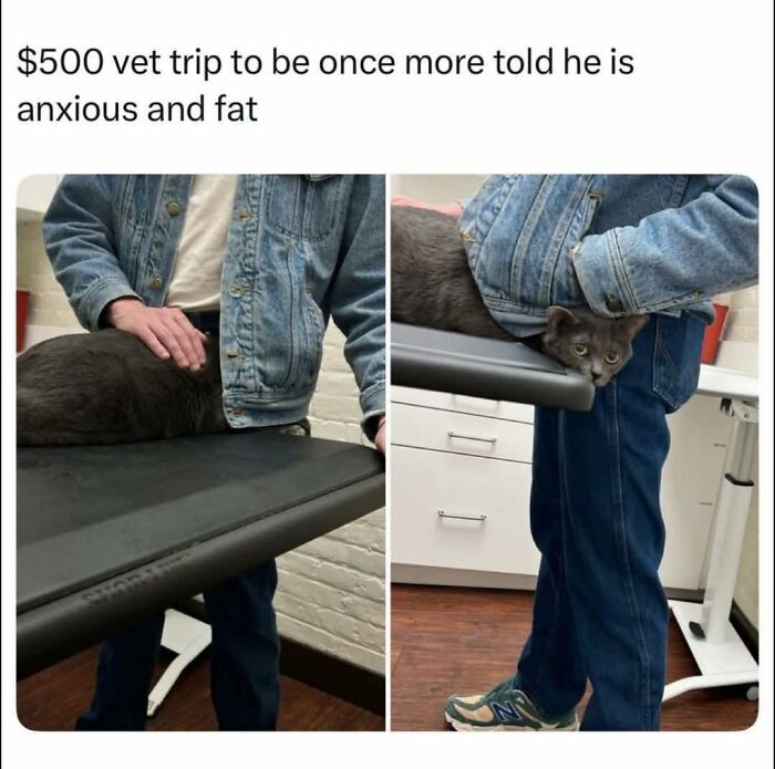 Cat at the vet looking anxious and cozy next to its owner, one of the adorable animals that may bring smiles.