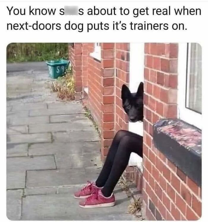 Black dog head edited onto a person’s body wearing trainers, sitting in a window of a brick building, adorable animals photo.