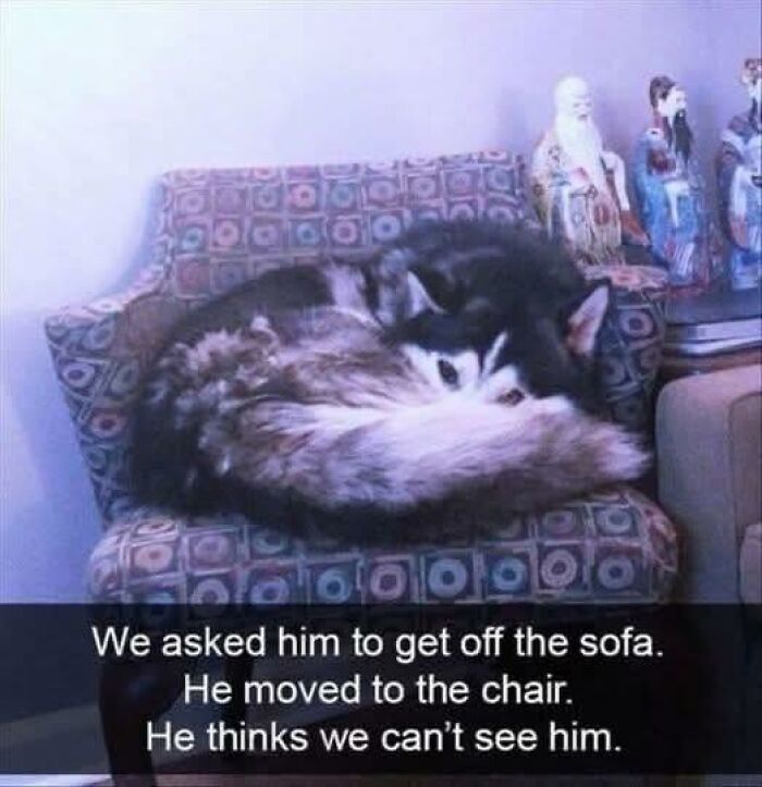 Adorable animal curled up on a patterned chair, blending in and bringing instant smiles with its cozy pose.