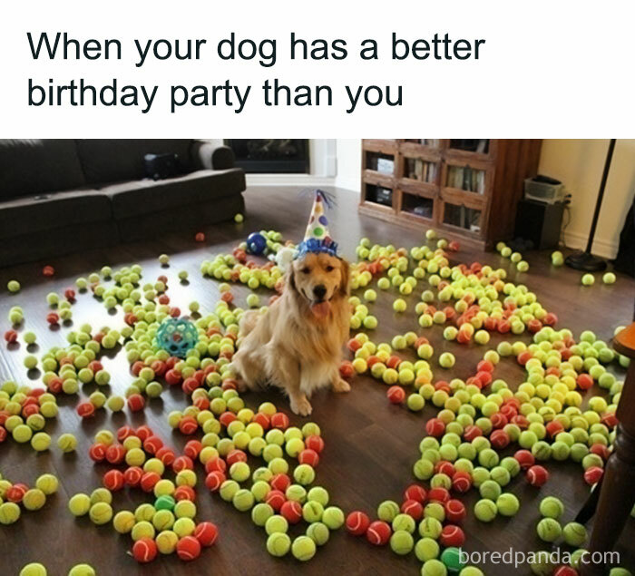 Golden retriever wearing a party hat surrounded by hundreds of tennis balls, a scene of adorable animals bringing instant smiles.