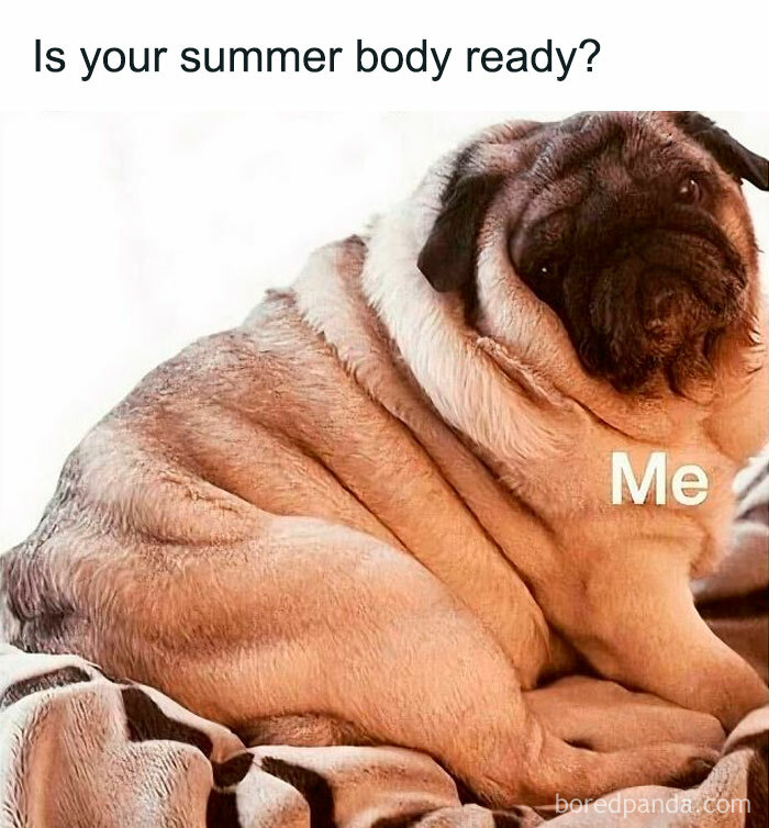 Pug dog with wrinkled skin sitting on a blanket, an adorable animal likely to bring instant smiles.