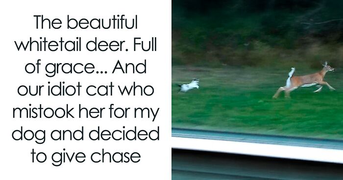 These 50 Hilarious Animal Posts Are Why We Don’t Deserve The Internet, Or Pets, Or Peace